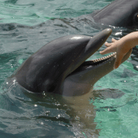 Dolphin saffari