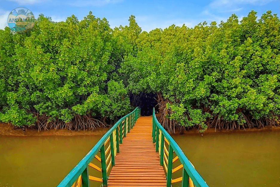 Mangrove Forest Walk